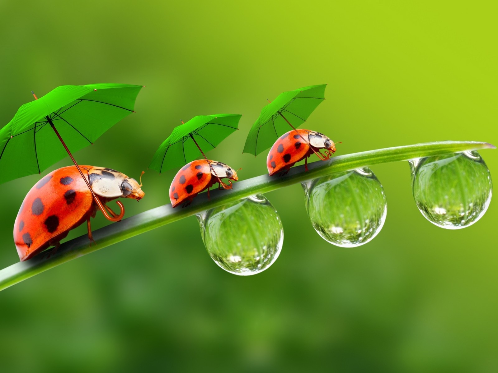Ladybugs with Umbrellas for 1600 x 1200 resolution