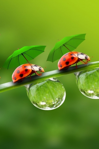 Ladybugs with Umbrellas for 320 x 480 iPhone resolution