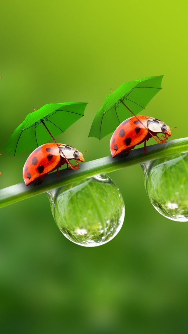 Ladybugs with Umbrellas for 640 x 1136 iPhone 5 resolution