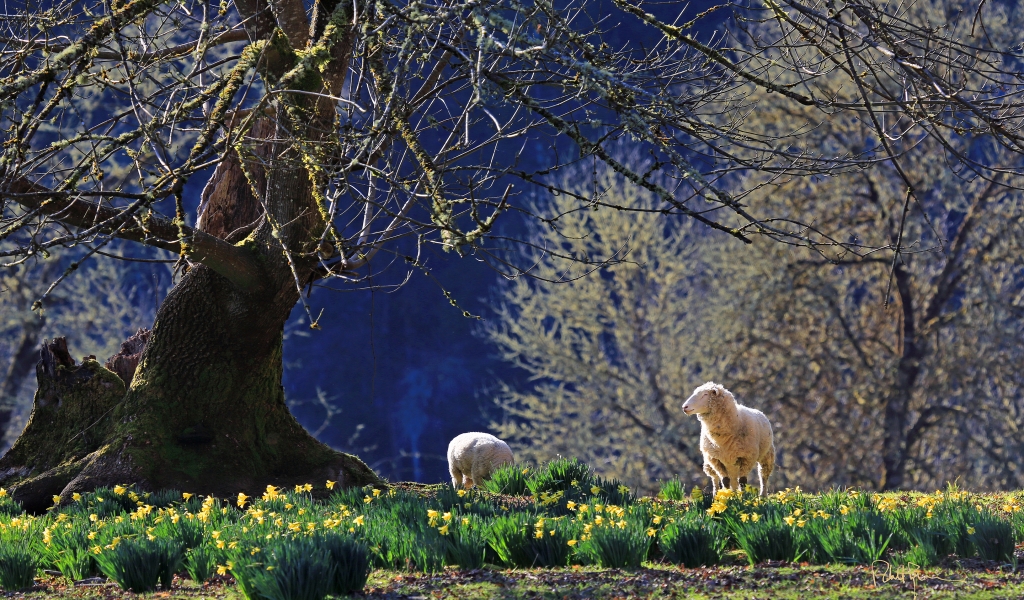 Lamb of God for 1024 x 600 widescreen resolution