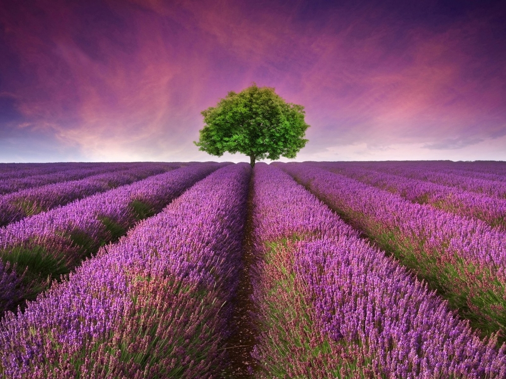 Lavender Field for 1024 x 768 resolution