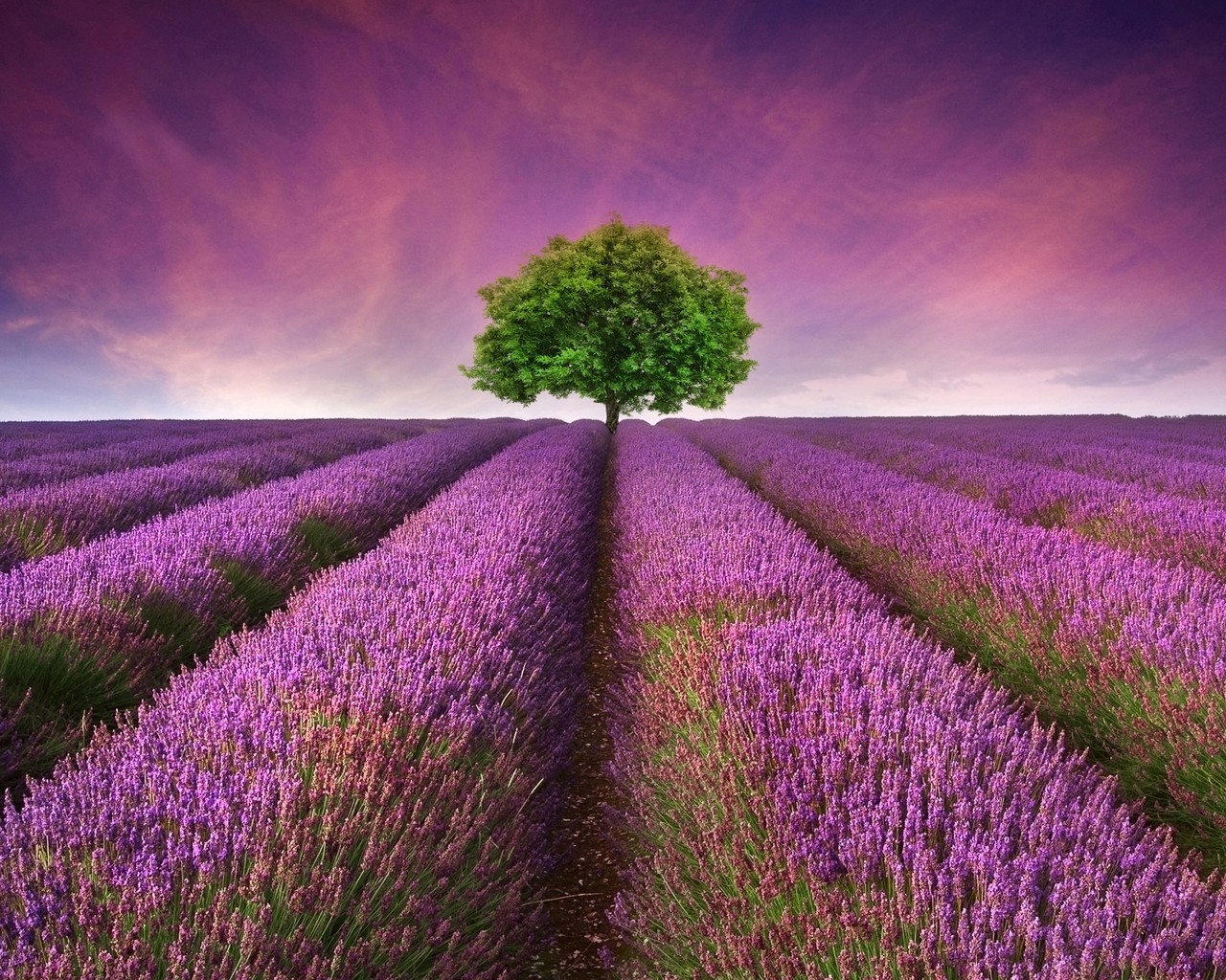 Lavender Field for 1280 x 1024 resolution