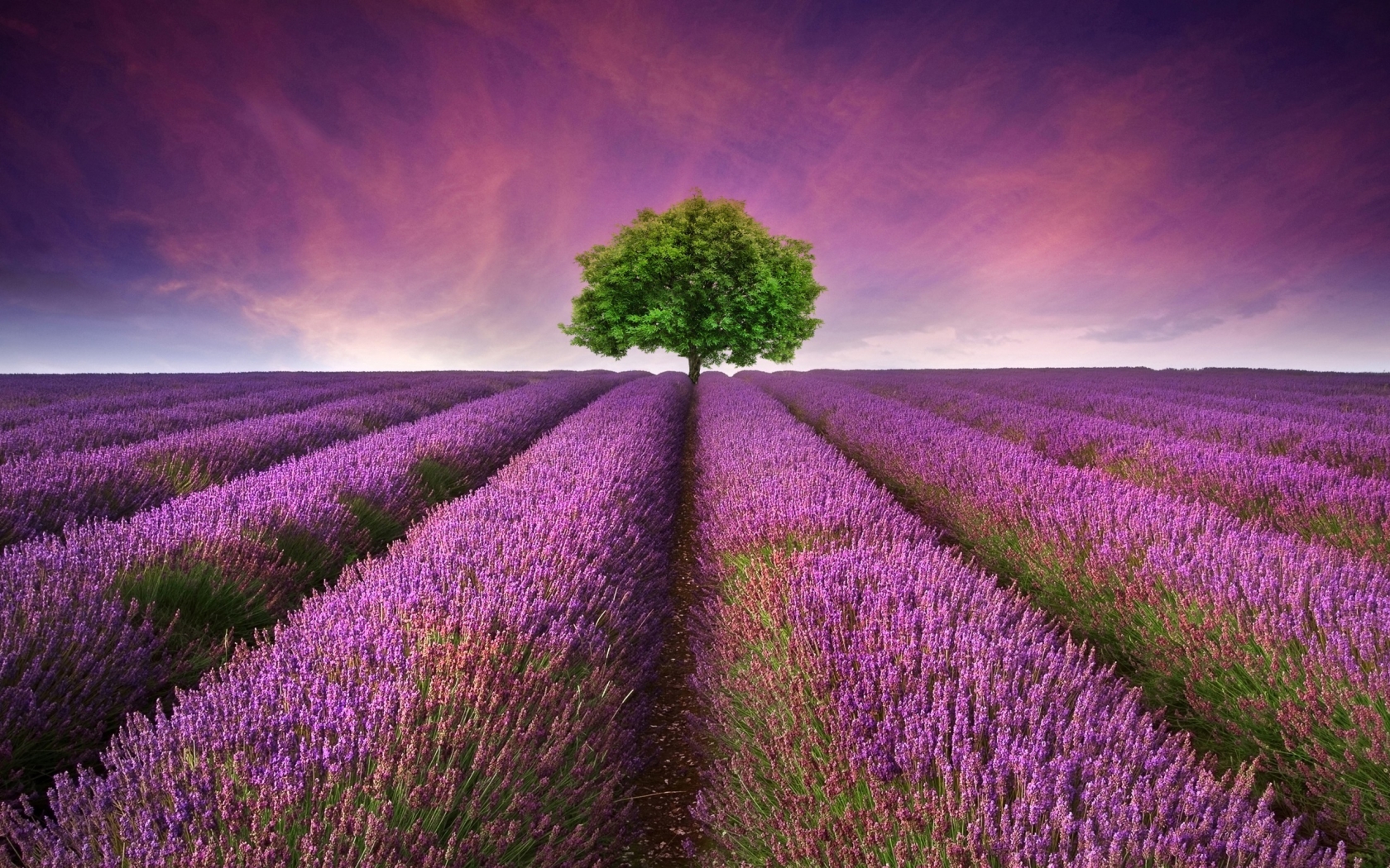 Lavender Field for 1680 x 1050 widescreen resolution