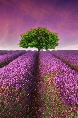 Lavender Field for 320 x 480 iPhone resolution