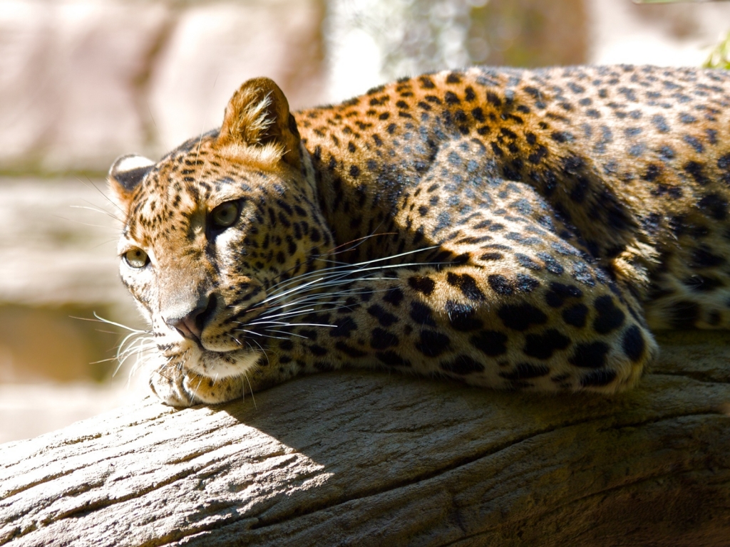 Lazing Leopard for 1024 x 768 resolution