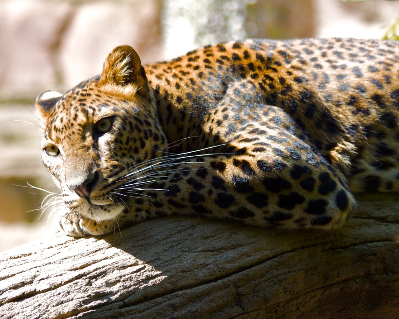 Lazing Leopard for 1280 x 1024 resolution