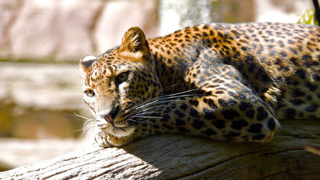 Lazing Leopard for 1280 x 720 HDTV 720p resolution
