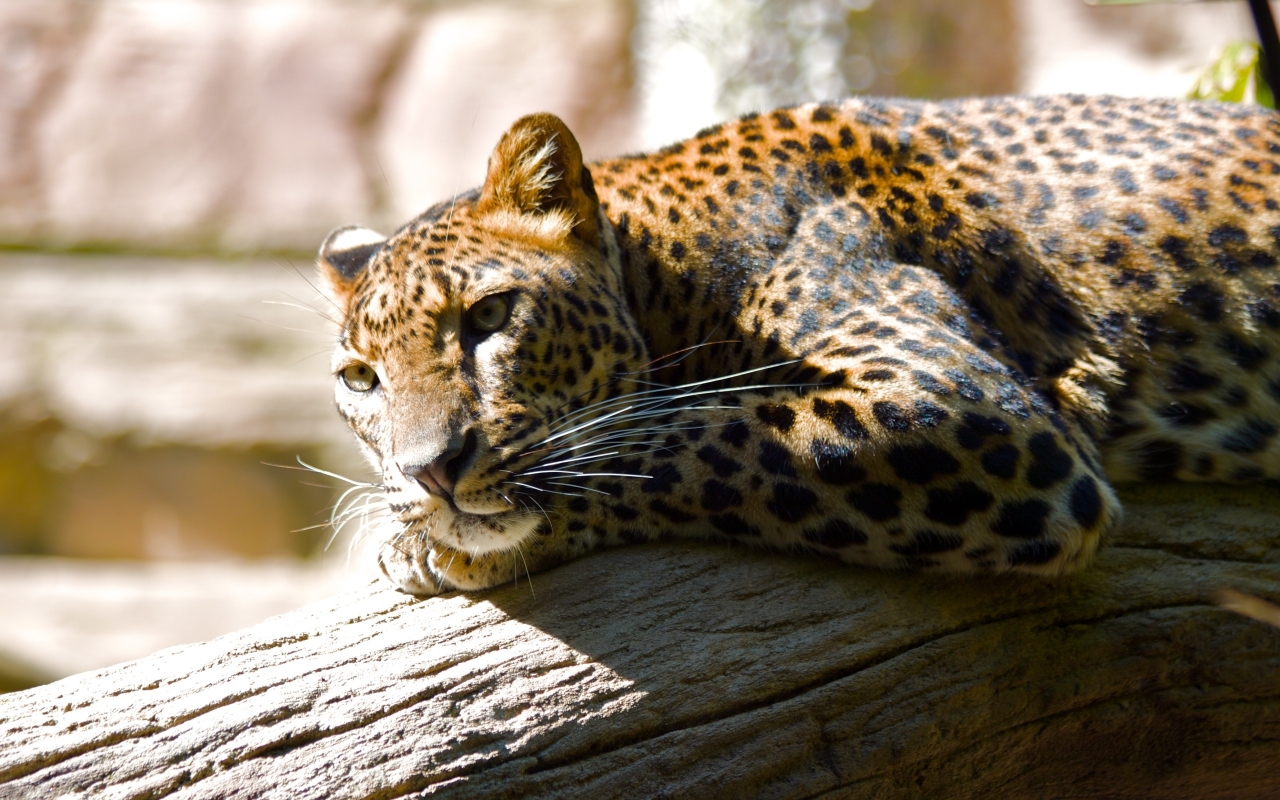 Lazing Leopard for 1280 x 800 widescreen resolution