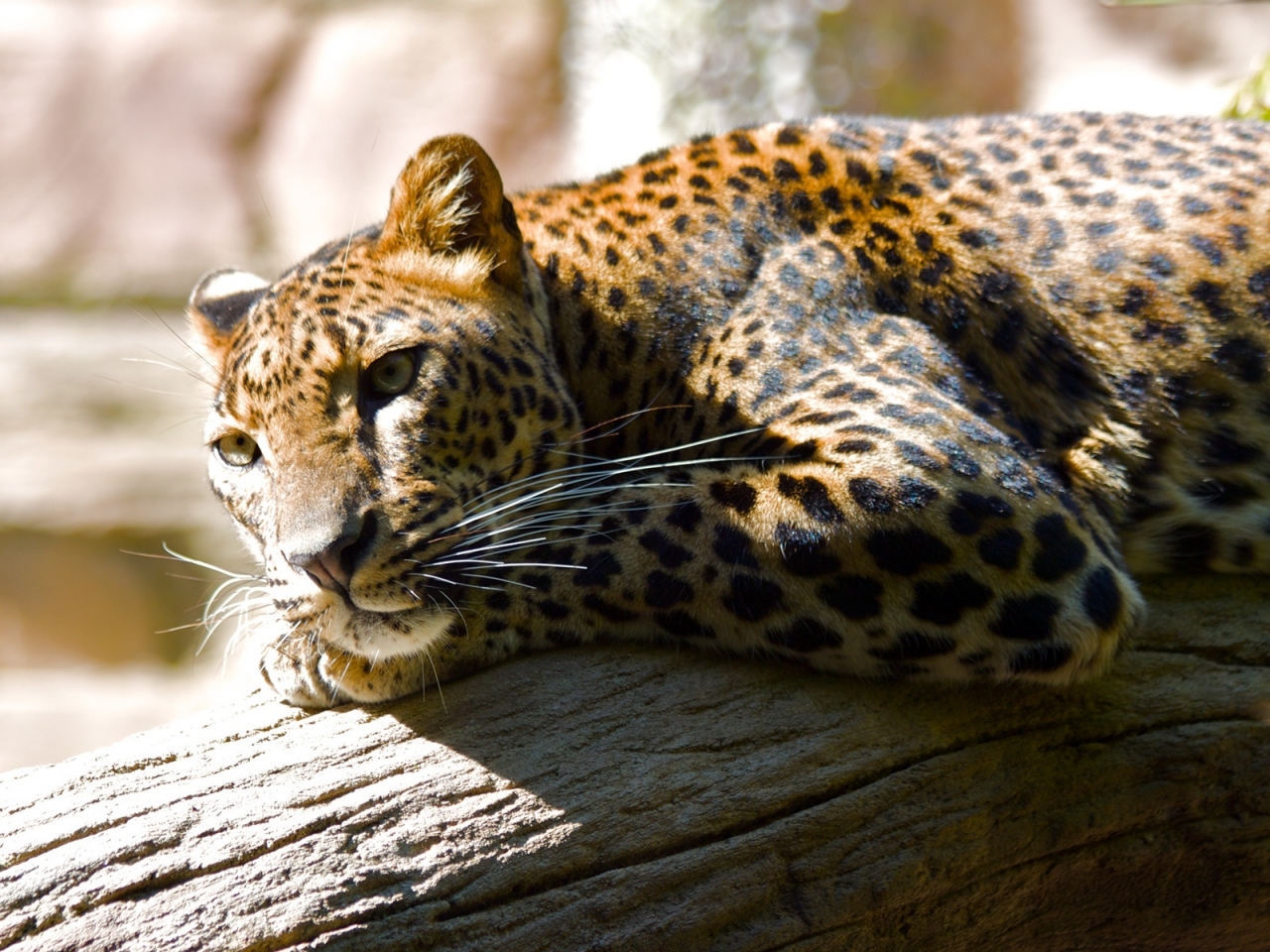 Lazing Leopard for 1280 x 960 resolution