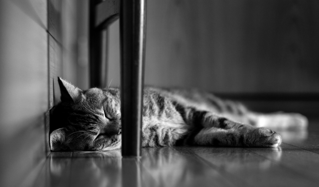Lazy Cat for 1024 x 600 widescreen resolution