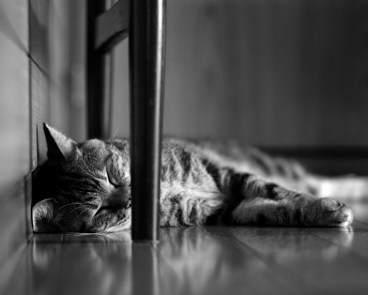 Lazy Cat for 1280 x 1024 resolution