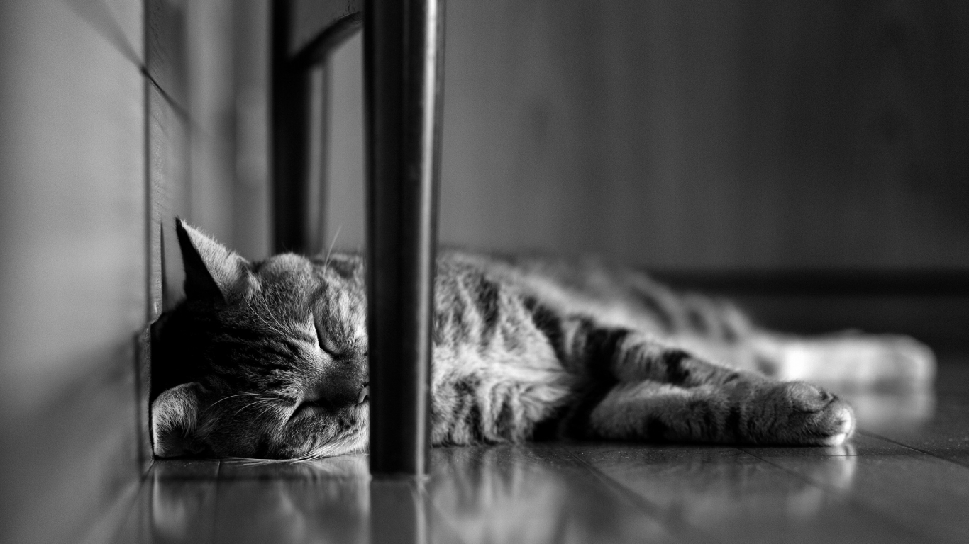 Lazy Cat for 1366 x 768 HDTV resolution