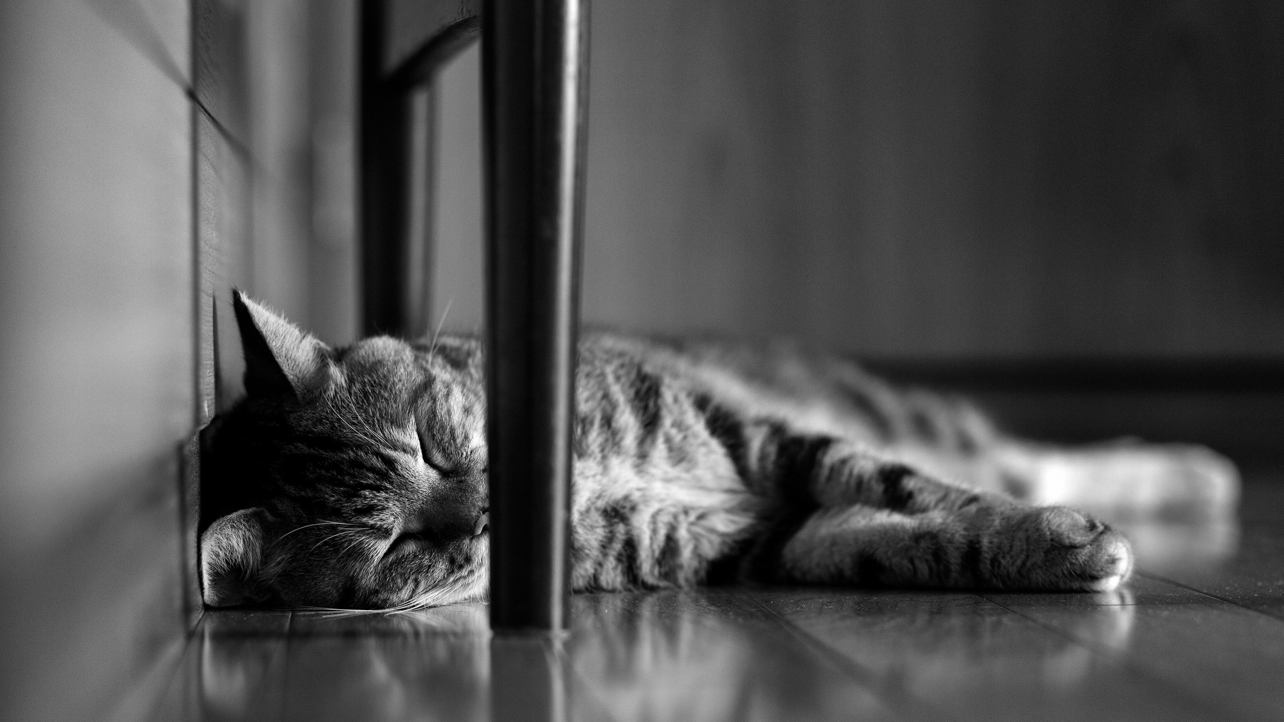 Lazy Cat for 2560x1440 HDTV resolution