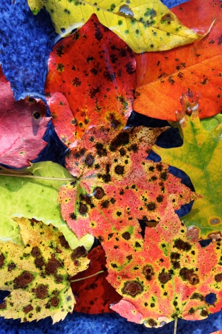 Leaf Assortment for 320 x 480 iPhone resolution