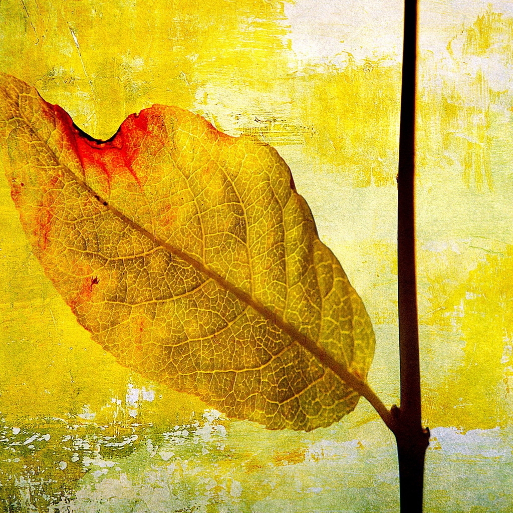 Leaf Painting for 1024 x 1024 iPad resolution