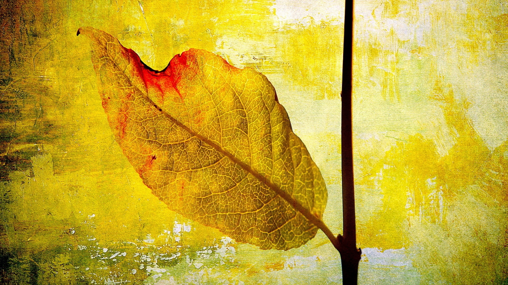 Leaf Painting for 1680 x 945 HDTV resolution