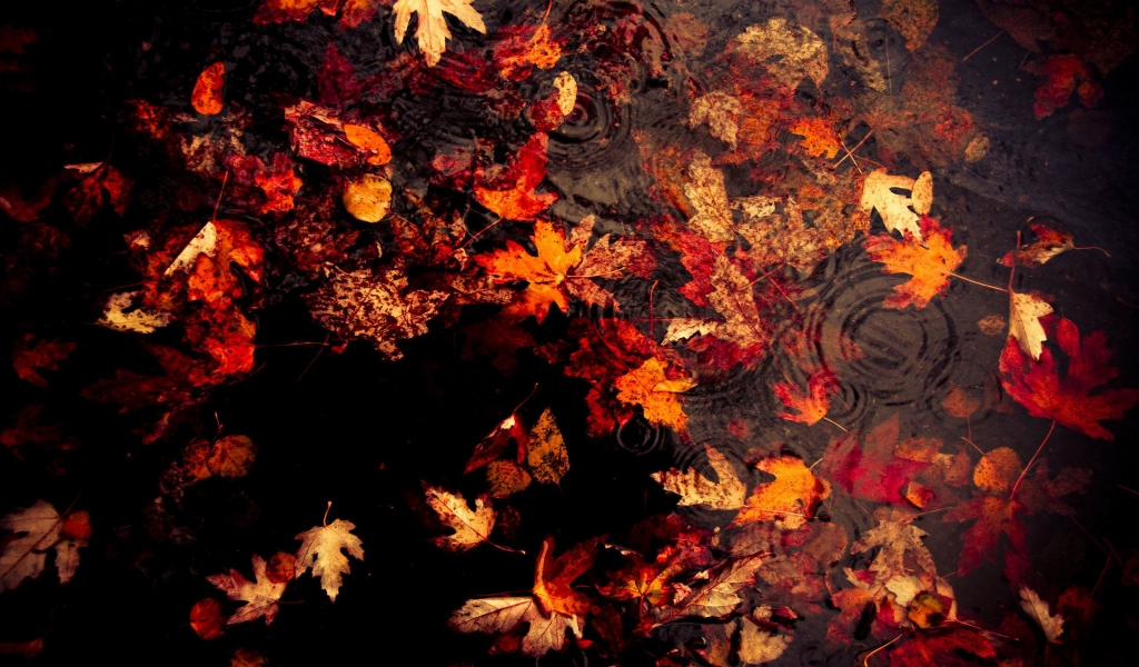 Leaves floating on the lake for 1024 x 600 widescreen resolution
