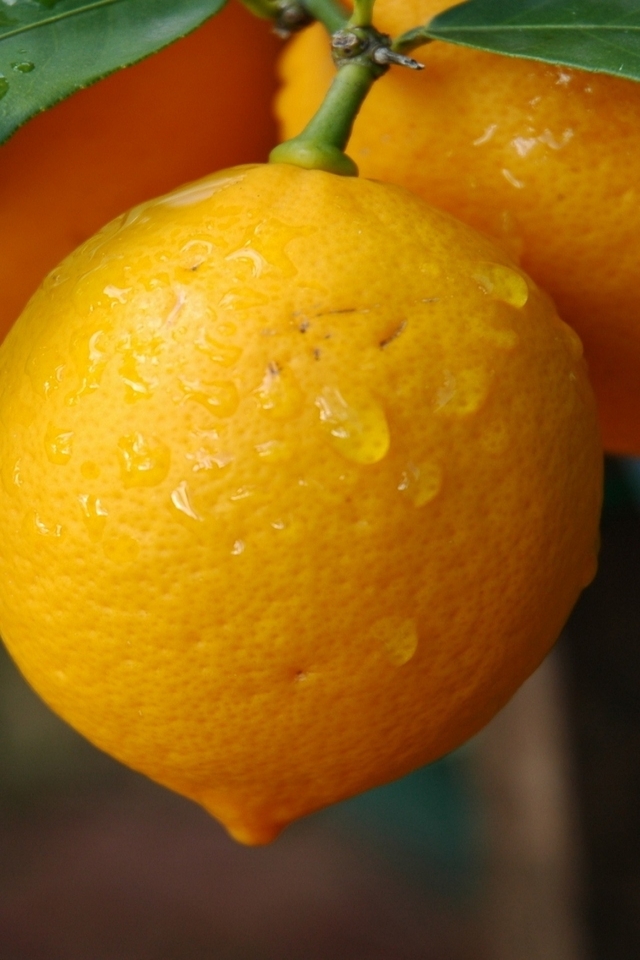Lemons for 640 x 960 iPhone 4 resolution