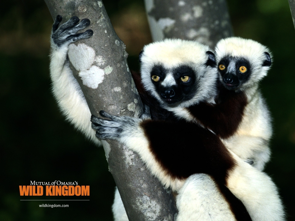 Lemur for 1024 x 768 resolution