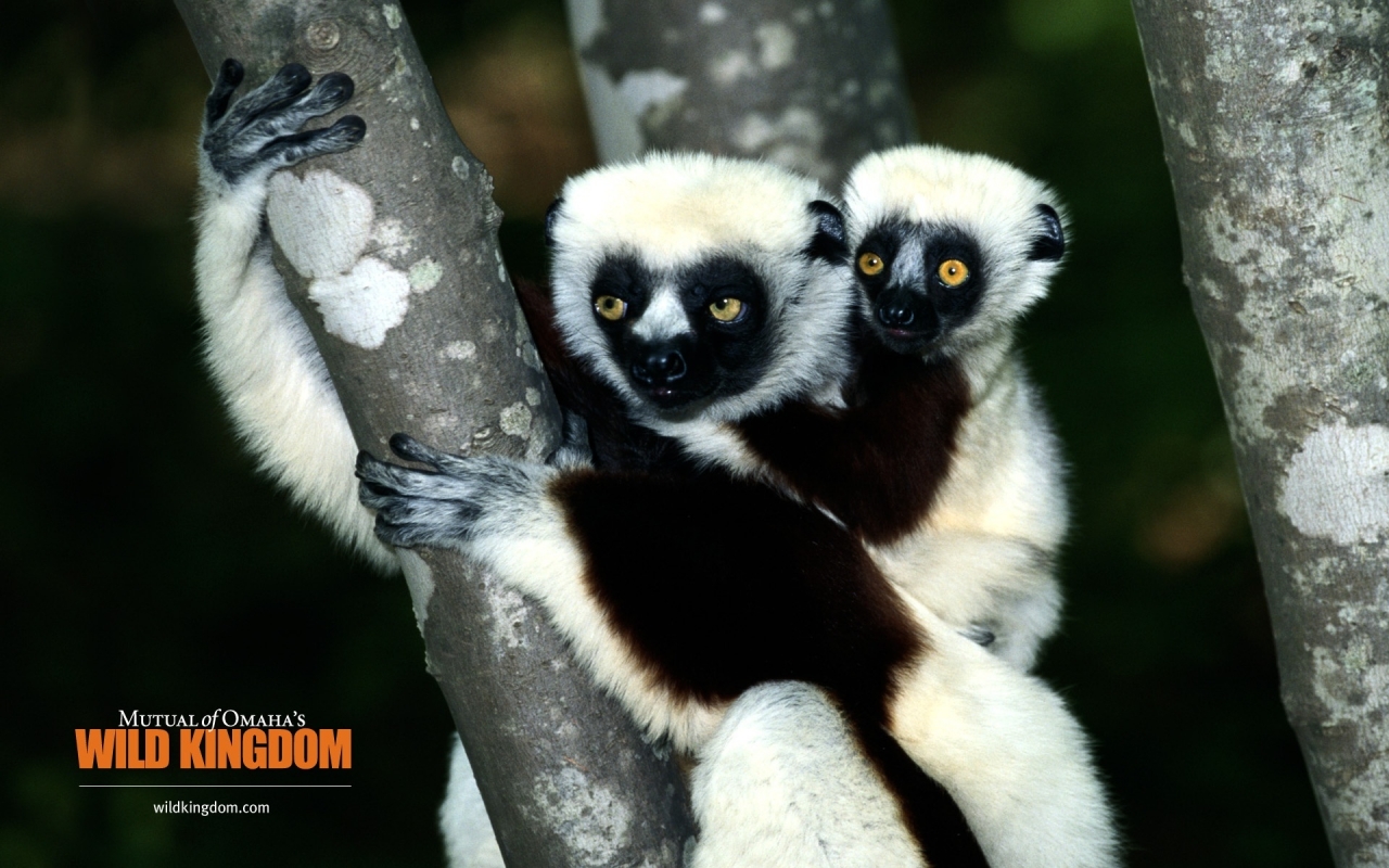 Lemur for 1280 x 800 widescreen resolution