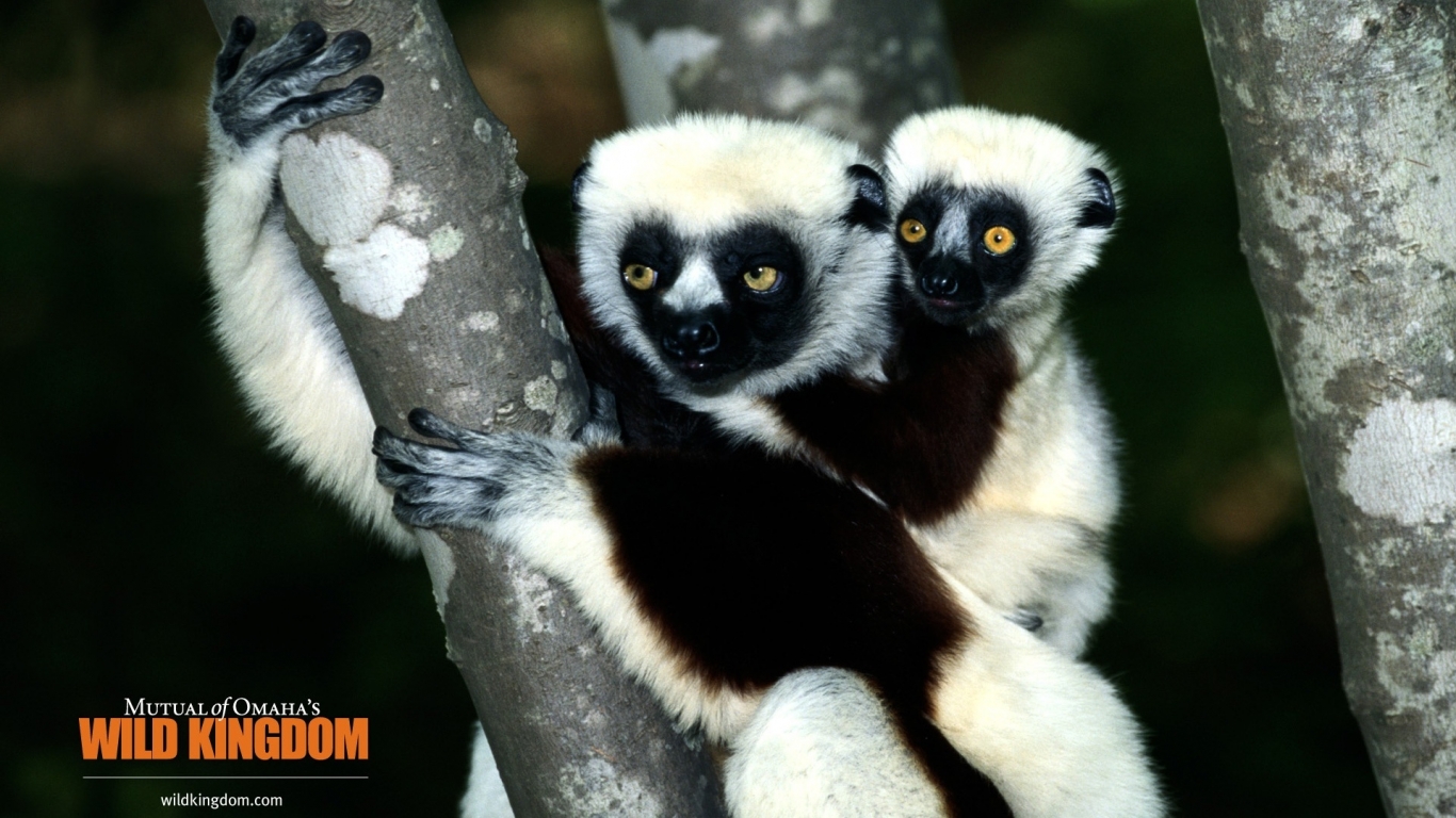Lemur for 1366 x 768 HDTV resolution