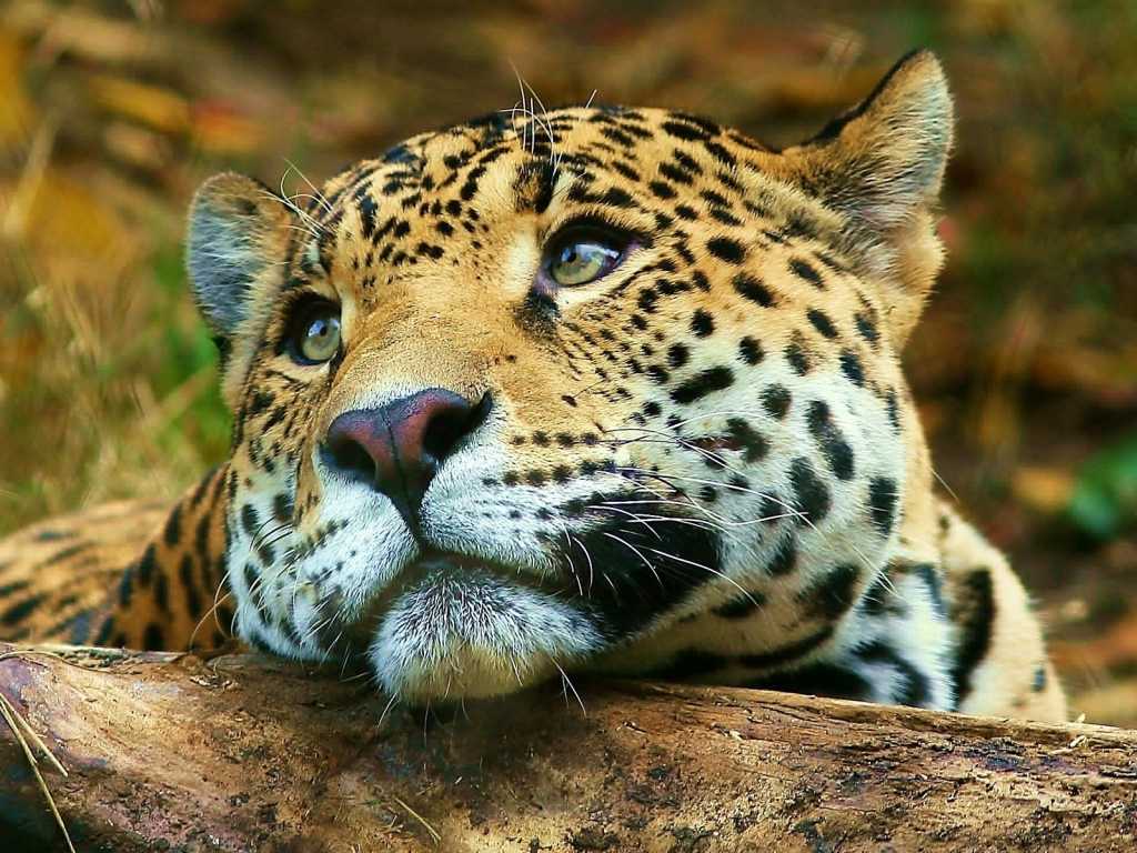 Leopard dreaming for 1024 x 768 resolution
