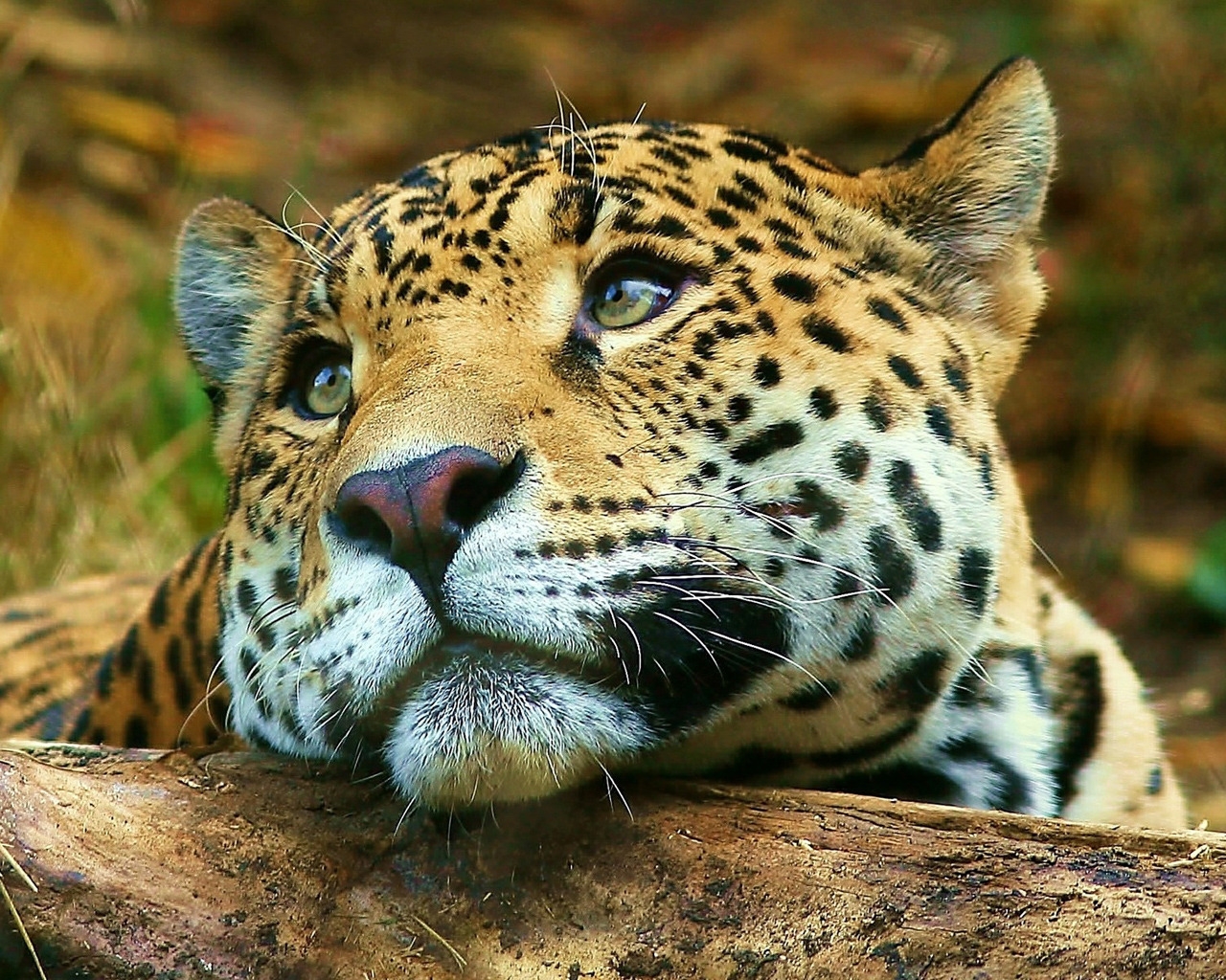 Leopard dreaming for 1280 x 1024 resolution