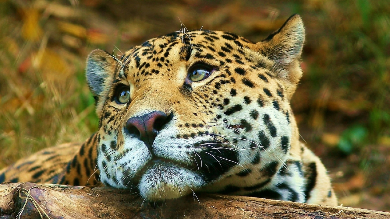 Leopard dreaming for 1280 x 720 HDTV 720p resolution