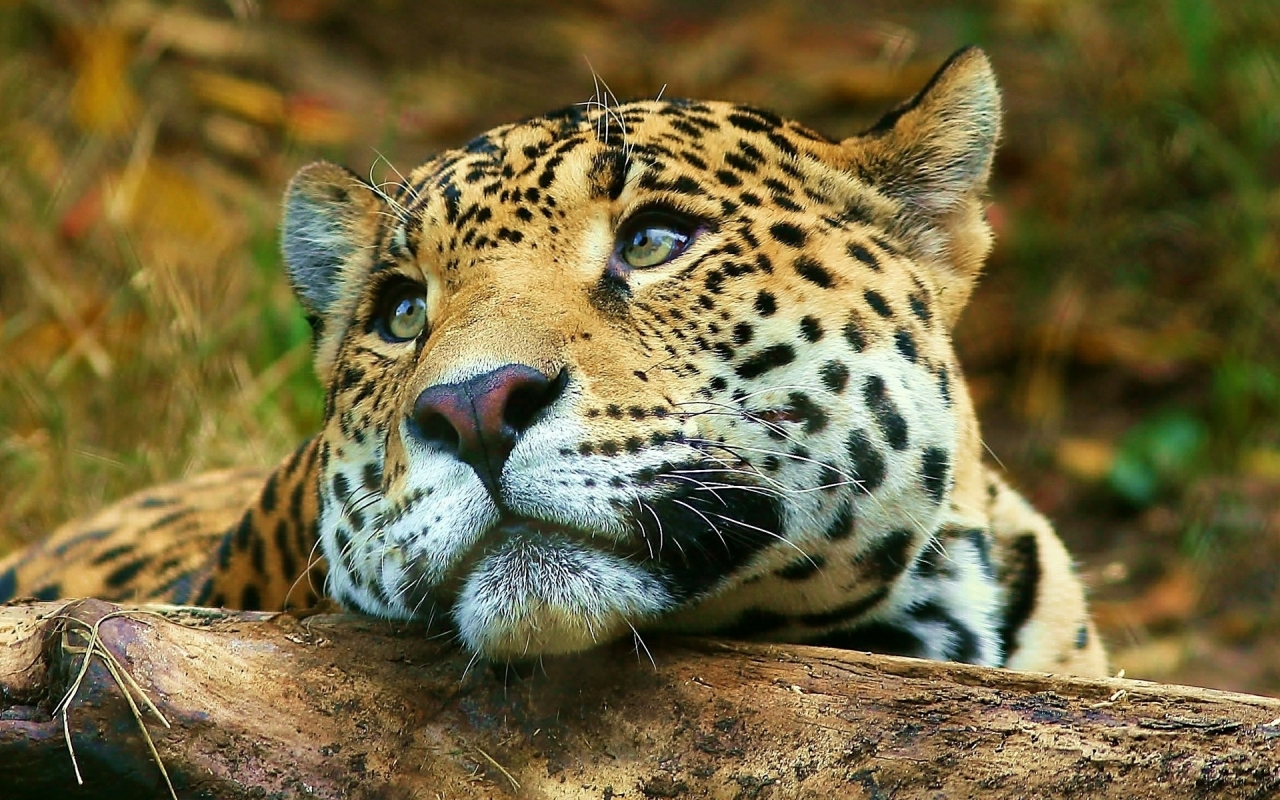 Leopard dreaming for 1280 x 800 widescreen resolution