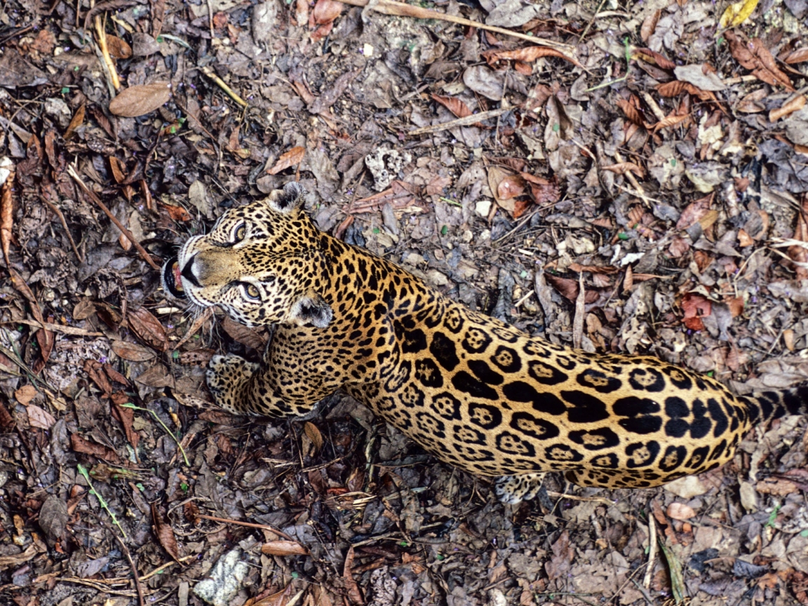 Leopard Frowning for 1152 x 864 resolution