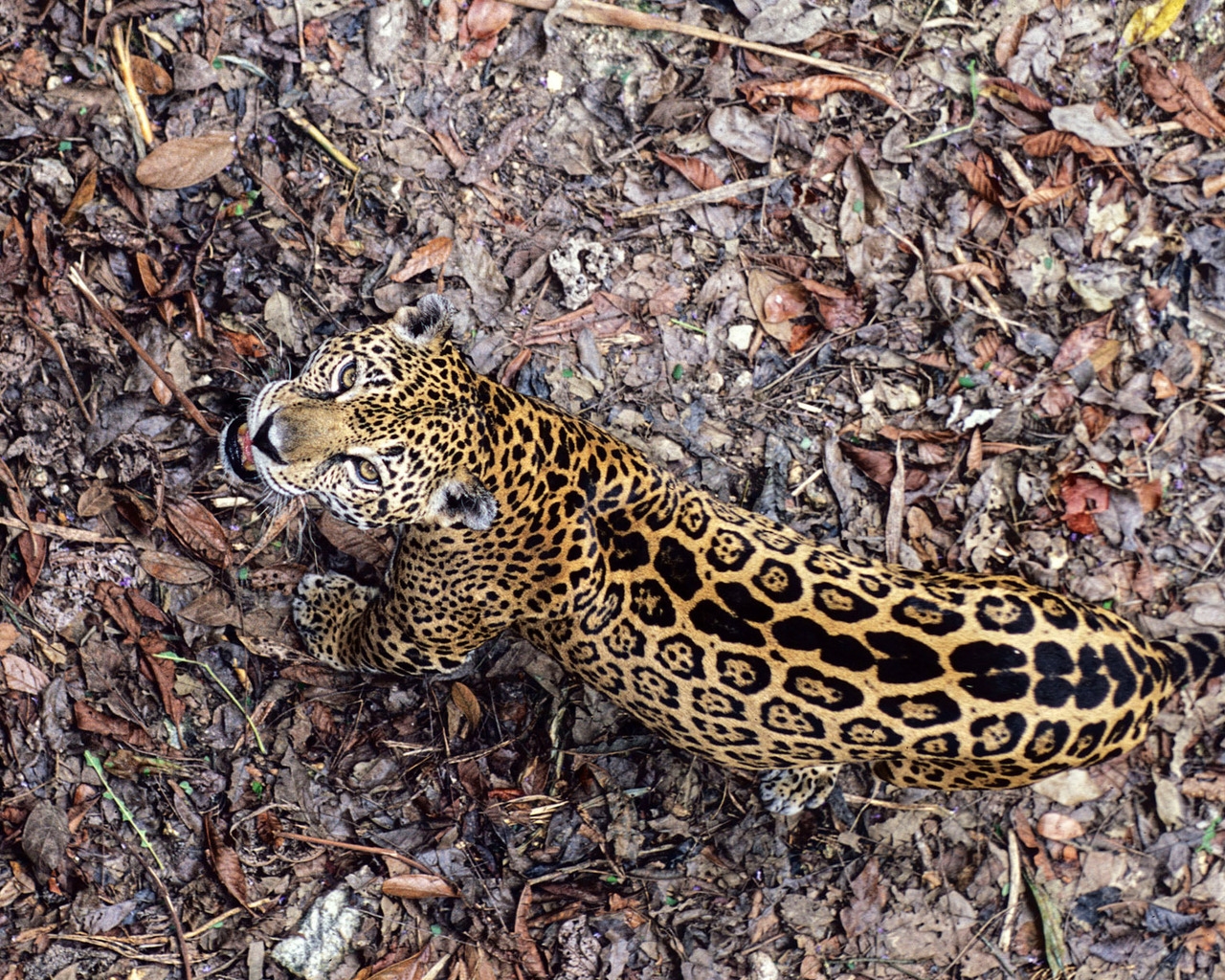 Leopard Frowning for 1280 x 1024 resolution
