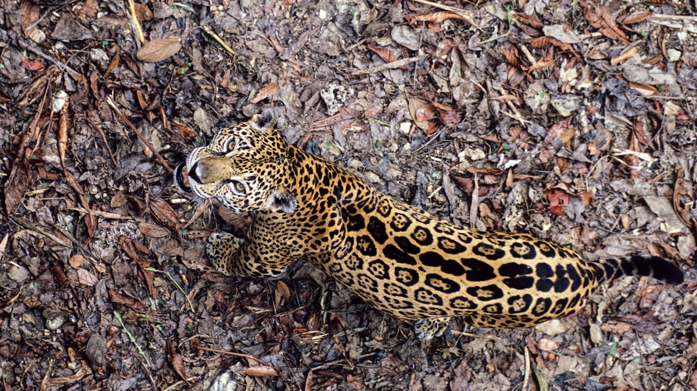 Leopard Frowning for 1366 x 768 HDTV resolution