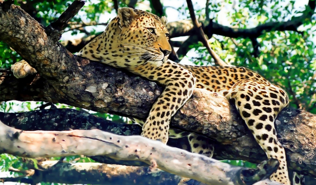 Leopard Relaxing for 1024 x 600 widescreen resolution