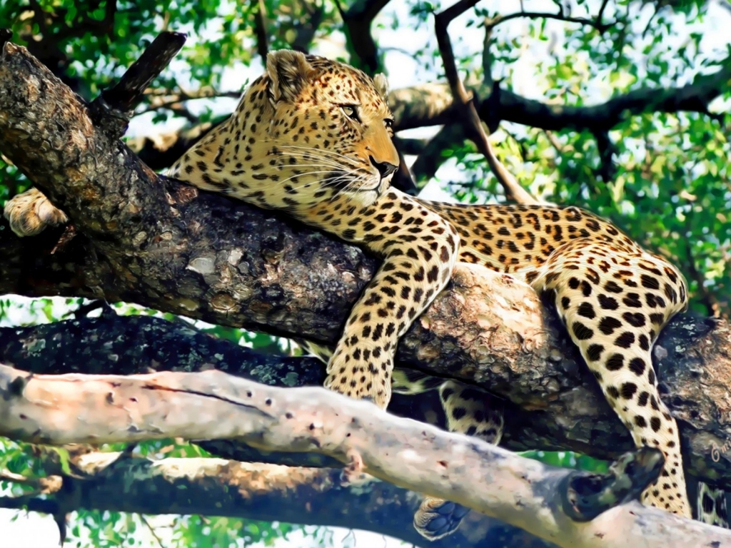 Leopard Relaxing for 1024 x 768 resolution
