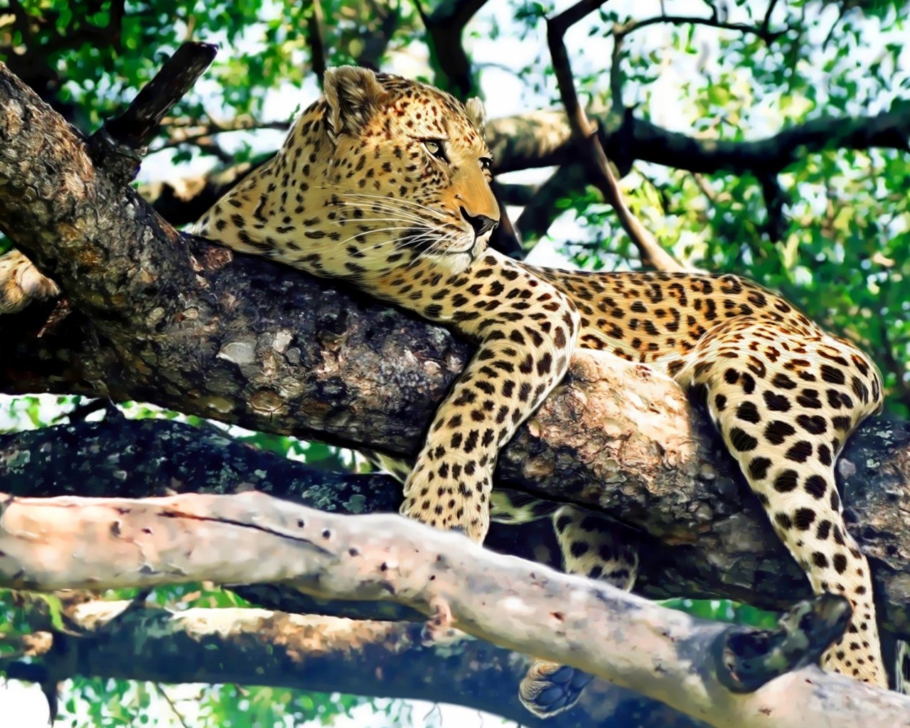 Leopard Relaxing for 1280 x 1024 resolution