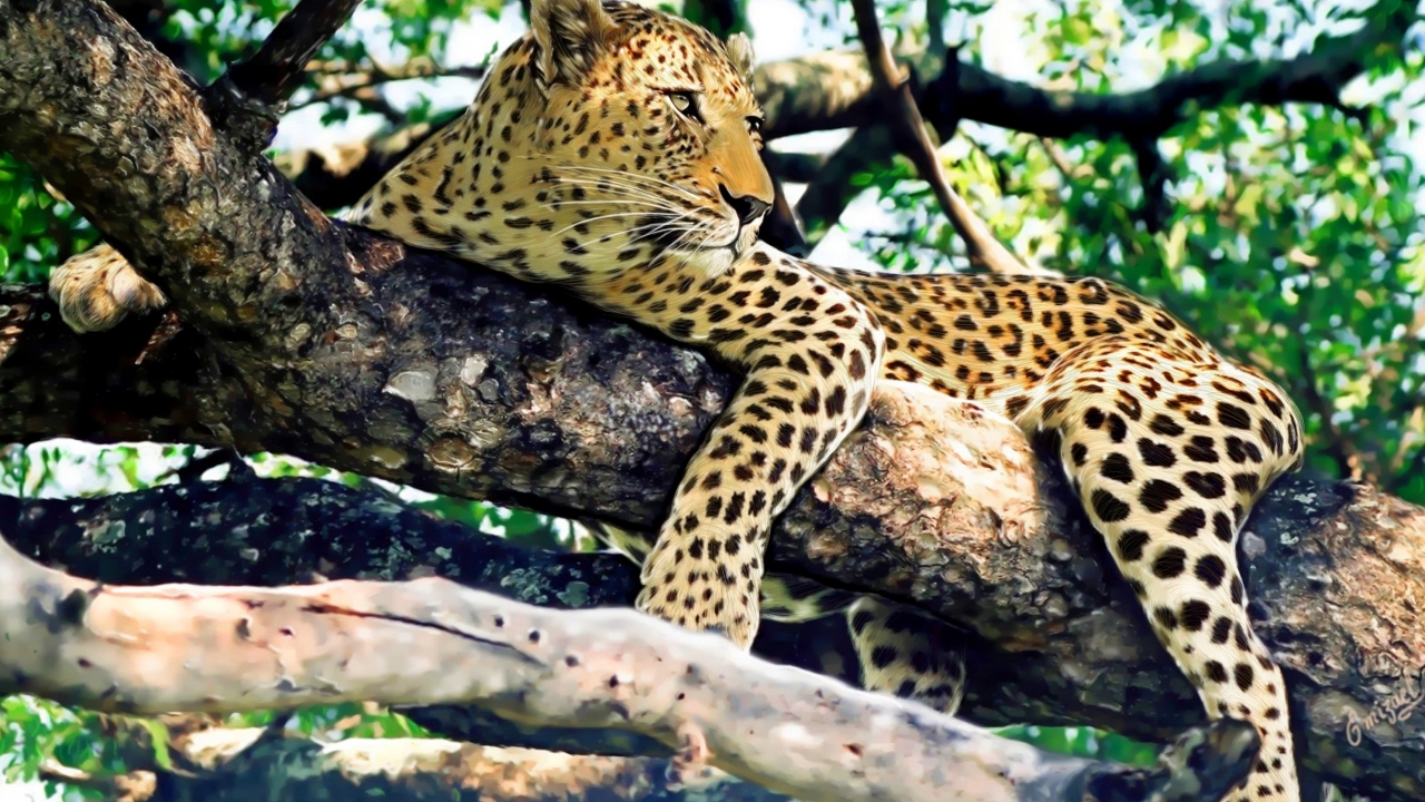 Leopard Relaxing for 1280 x 720 HDTV 720p resolution
