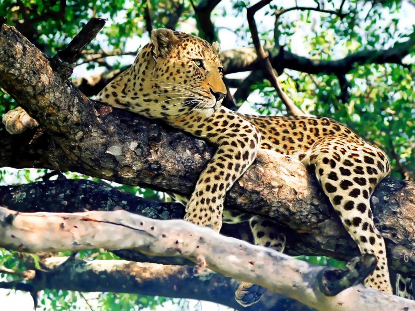 Leopard Relaxing for 1600 x 1200 resolution
