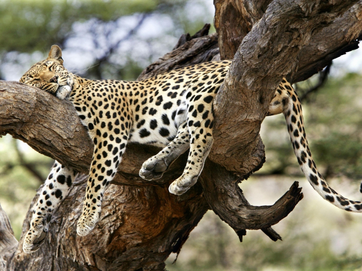 Leopard Sleeping for 1152 x 864 resolution