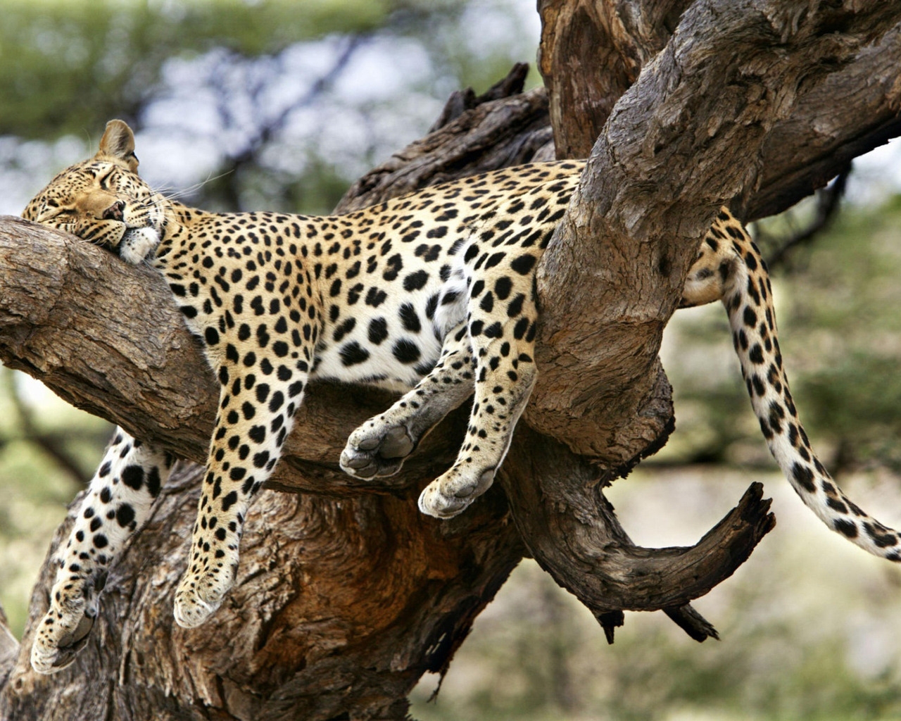 Leopard Sleeping for 1280 x 1024 resolution