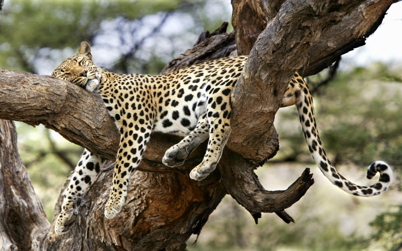 Leopard Sleeping for 1280 x 800 widescreen resolution