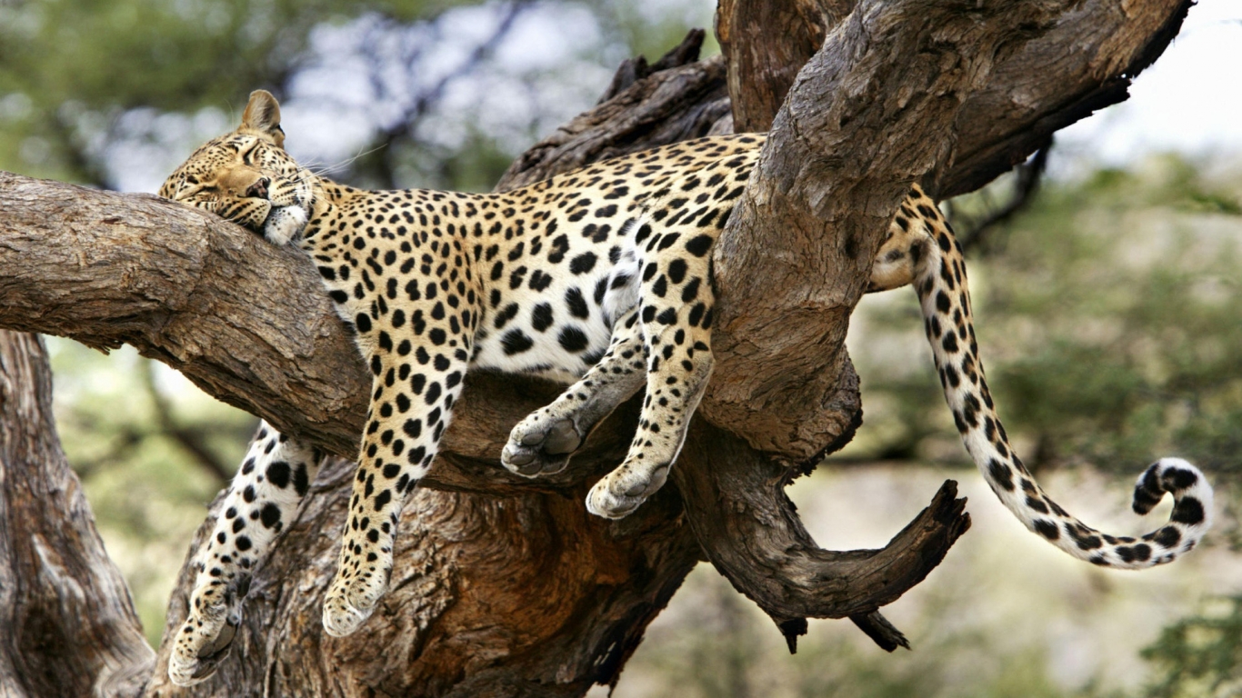Leopard Sleeping for 1366 x 768 HDTV resolution