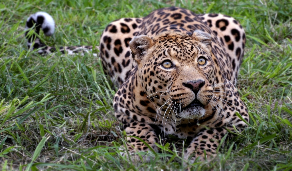 Leopard Where is my Prey for 1024 x 600 widescreen resolution