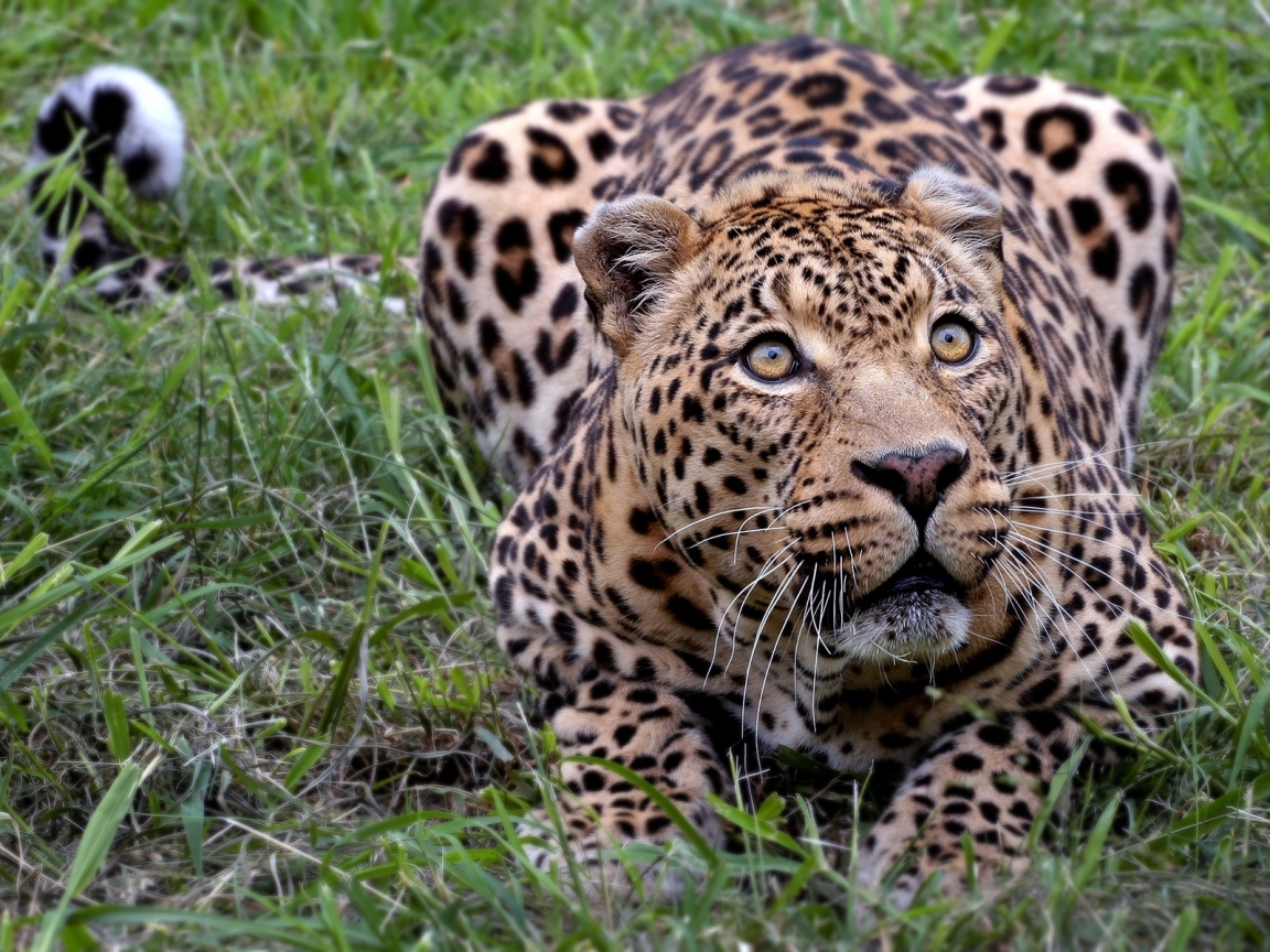 Leopard Where is my Prey for 1152 x 864 resolution
