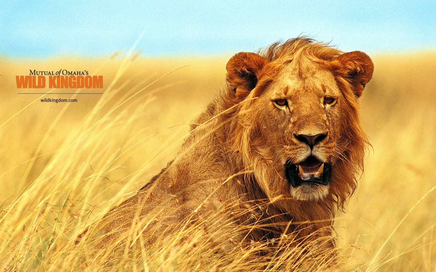 Lion for 1440 x 900 widescreen resolution