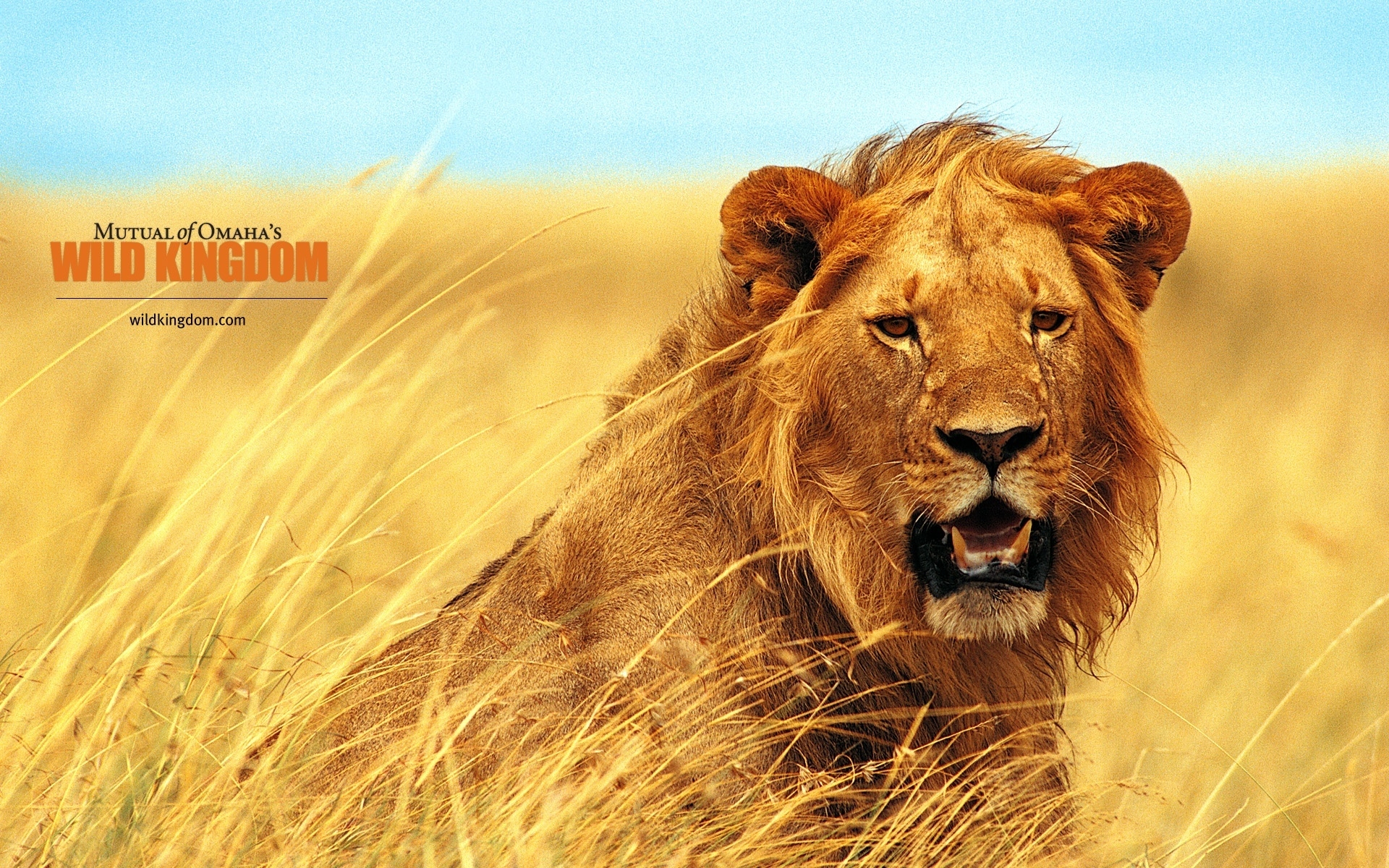Lion for 1920 x 1200 widescreen resolution