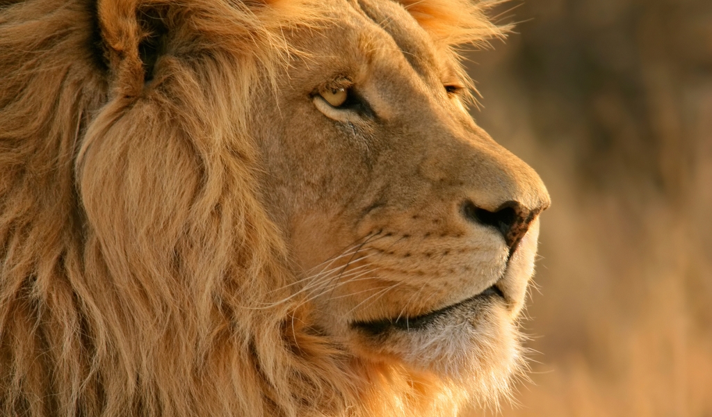 Lion Close Up for 1024 x 600 widescreen resolution