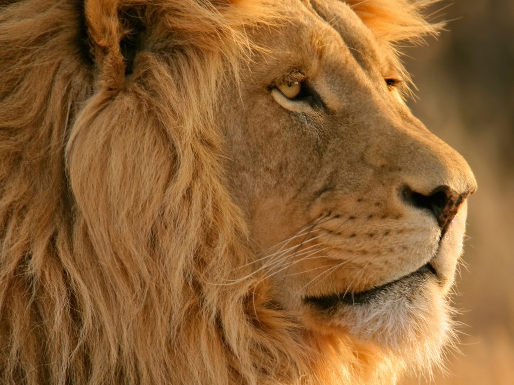 Lion Close Up for 1024 x 768 resolution