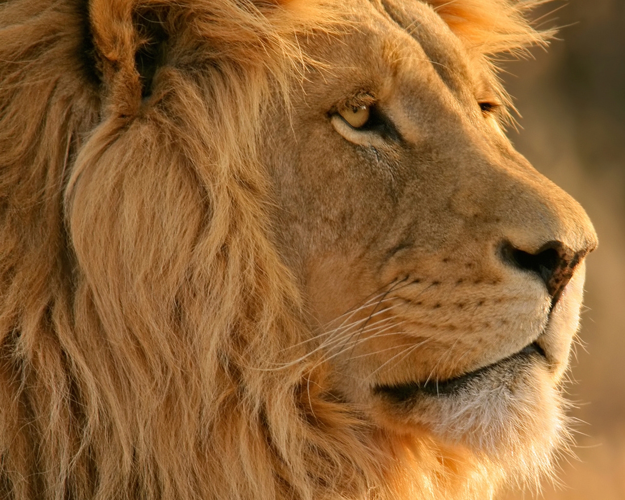 Lion Close Up for 1280 x 1024 resolution