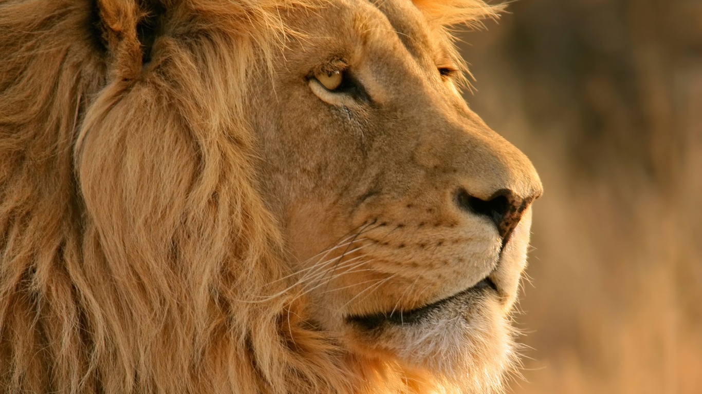 Lion Close Up for 1366 x 768 HDTV resolution