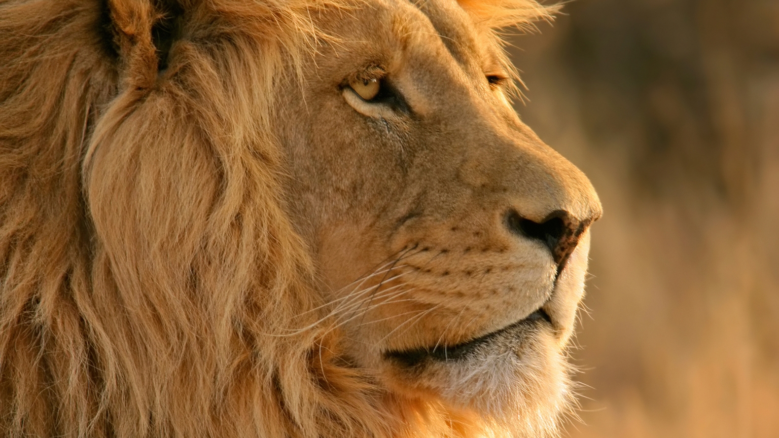 Lion Close Up for 1536 x 864 HDTV resolution
